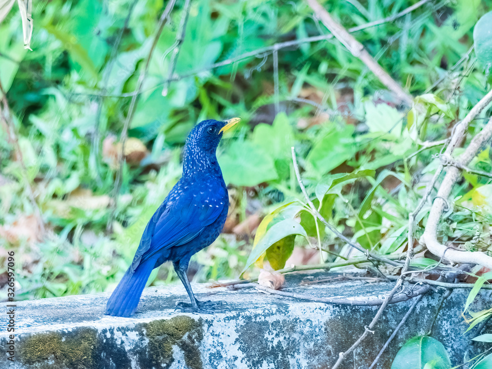 Obraz premium The Blue Whistling Thrush is a dark purple color bird with tiny silvery spots on head, back, and wings. True to its name, it does whistle: a long piercing note. Scientific name is Myophonus caeruleus.