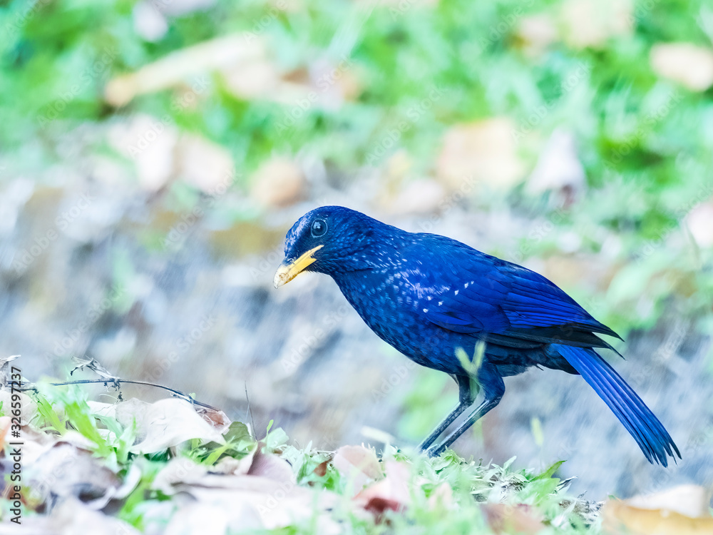 Obraz premium The Blue Whistling Thrush is a dark purple color bird with tiny silvery spots on head, back, and wings. True to its name, it does whistle: a long piercing note. Scientific name is Myophonus caeruleus.