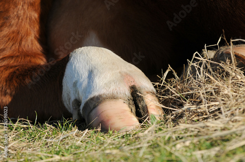 hoof and leg of brown white cow on meadow