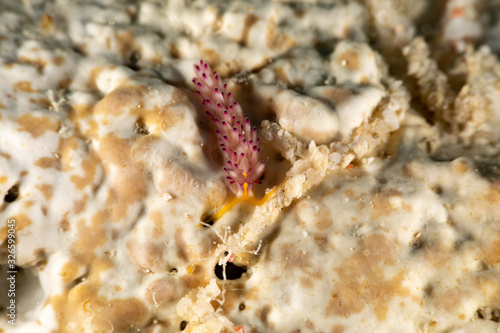 The most beautiful underwater snails of the Indian and Pacific Ocean