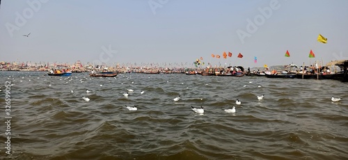 Foto black headed gulls also called as Chroicocephalus ridibundus, ganga river and sk