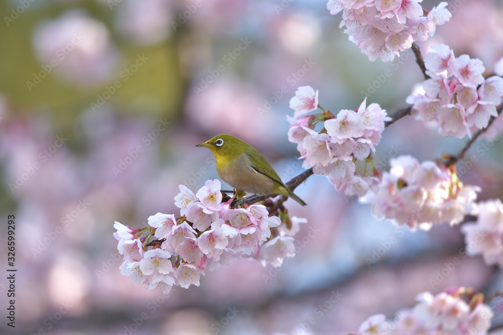 満開の大寒桜と緑色の美しい小鳥（メジロ）064