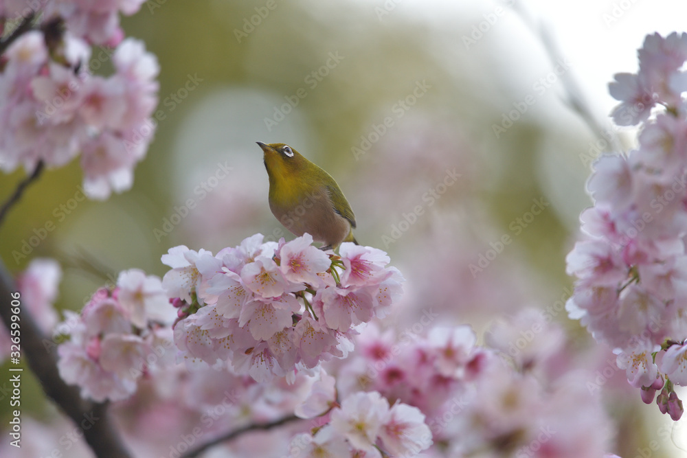 満開の大寒桜と緑色の美しい小鳥(メジロ)071 満開の大寒桜と緑色の美しい小鳥(メジロ)071