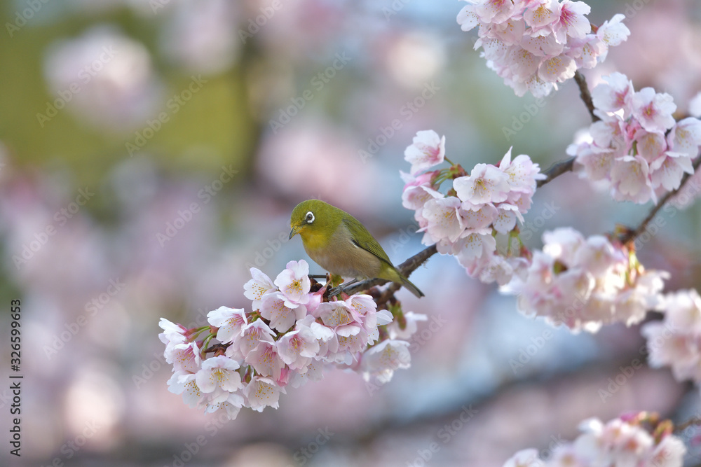 満開の大寒桜と緑色の美しい小鳥(メジロ)072 満開の大寒桜と緑色の美しい小鳥(メジロ)072