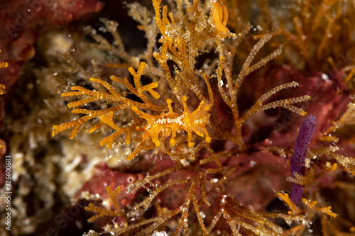 The most beautiful underwater snails of the Indian and Pacific Ocean