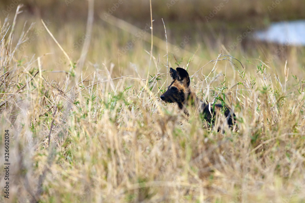 Portrait of African wild dog, African hunting dog, or African painted dog (Lycaon pictus) with yellow backround. Wild dog in high yellow grass. Portrait of African wild dog, African hunting dog, or African painted dog (Lycaon pictus) with yellow backround. Wild dog in high yellow grass.