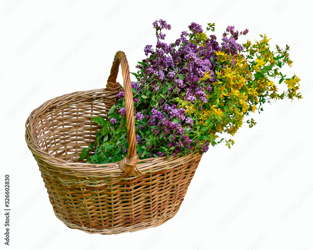 Medical herbs, oregano, Origanum vulgare, (Hypericum perforatum or St John's wort) Medical herbs, oregano, Origanum vulgare, (Hypericum perforatum or St John's wort)