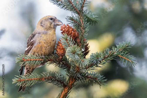Two-barred crossbill photo