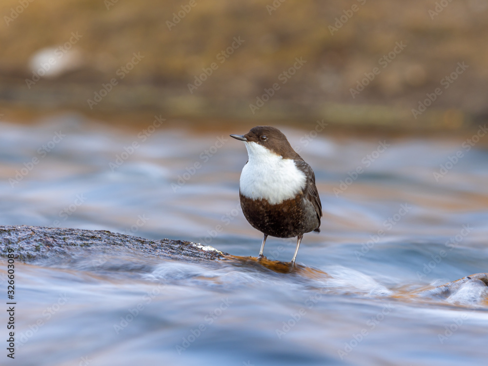 The white-throated dipper (Cinclus cinclus), also known as the European dipper or just dipper, is an aquatic passerine bird found in Europe. 