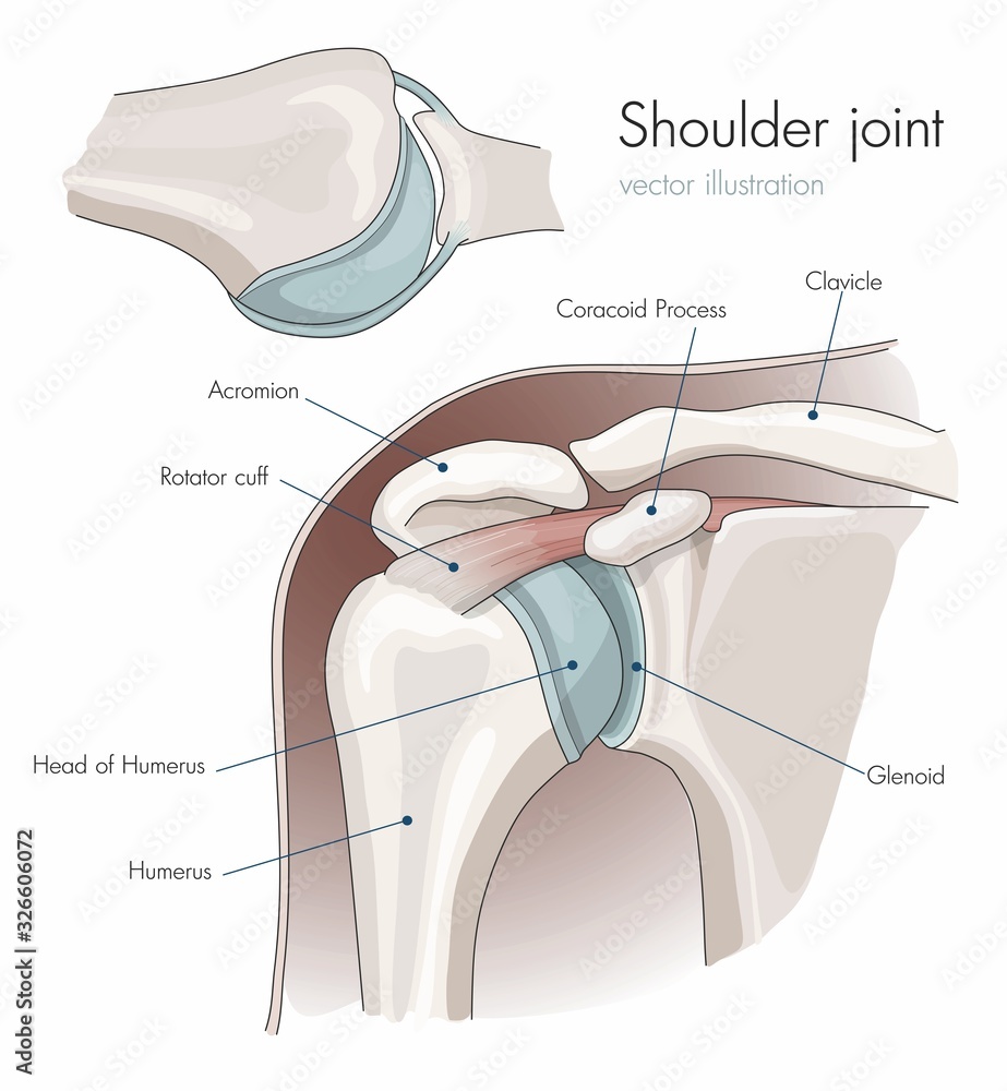 Anatomy of the shoulder joint, labeled. Stock Vector Adobe Stock