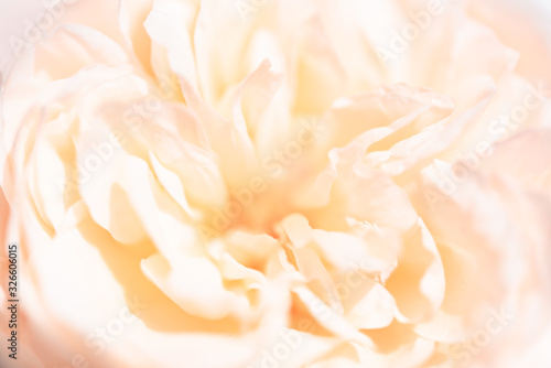 Beautiful close up softness pink rose petal background