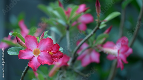 Beautiful pink Bignonia  flower in garden with green nature blurred background