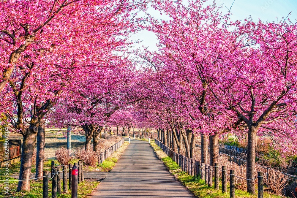 早春の桜並木 早春の桜並木
