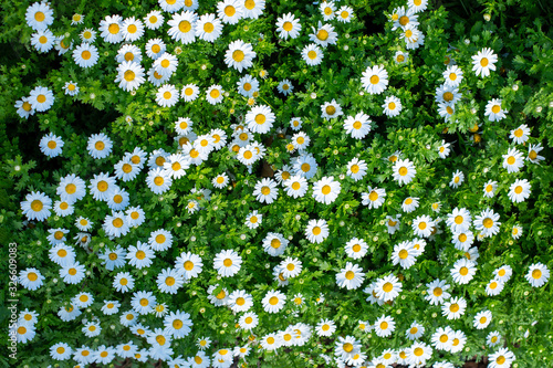 Blooming daisies in the flowerbeds of the Barcelona Park. Spring flowering.