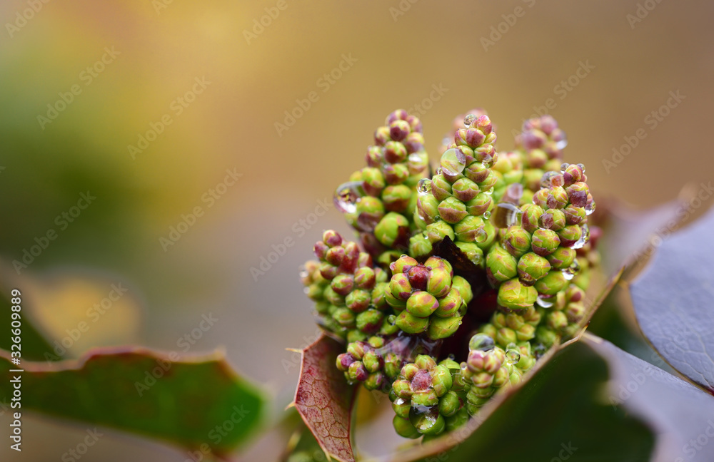 Closeup of the wet bud of a barberry in spring after the rain, before blooming with background and space for text Closeup of the wet bud of a barberry in spring after the rain, before blooming with background and space for text