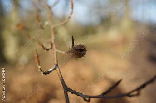 Cupule, nut shell, fruit cover of beechnuts beechnut of beech tree 