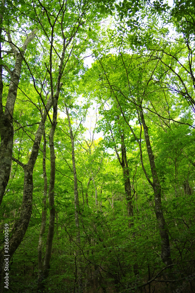 Obraz premium 新緑