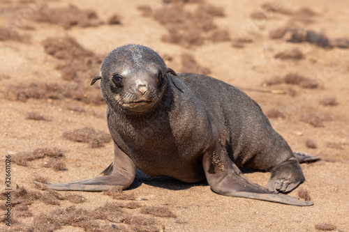 alone baby of brown fur seal in Cape Cross, Namibia safari wildlife