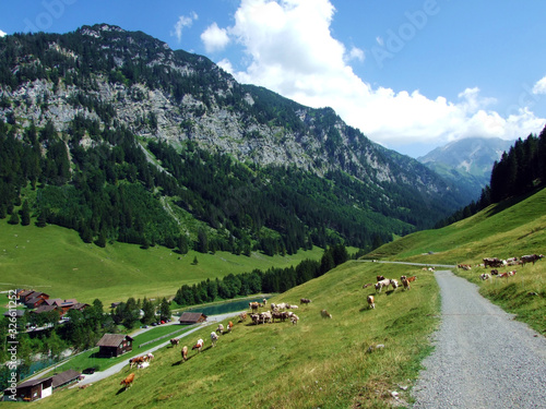 Cows on fertile alpine pastures in the fairytale valley of Saminatal and along the artificial lake Gänglesee (Ganglesee or Gaenglesee) - Steg, Liechtenstein photo