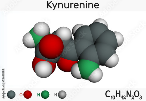 Kynurenine, l-Kynurenine, C10H12O3N2 molecule. It is a metabolite of the amino acid L-tryptophan used in the production of niacin. Molecular model photo