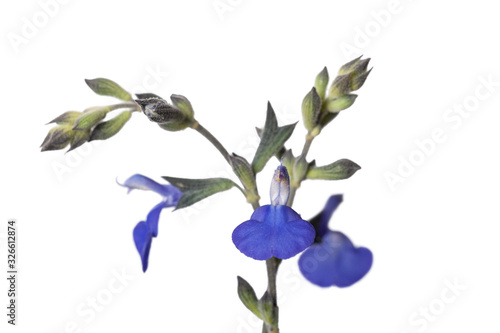Isolated flowers of Salvia chamaedryoides