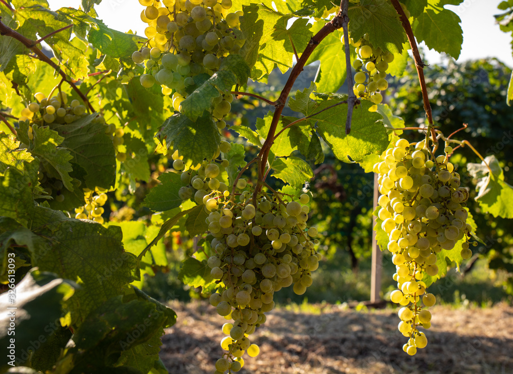 Fototapeta premium Prosecco white grapes on a vineyard befor harvesting in Valdobbiadene hills. Veneto. Italy
