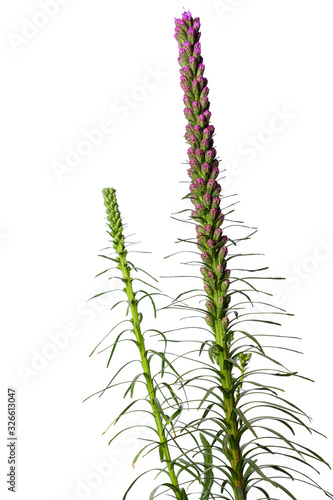 Flower buds of Liatris spicata
