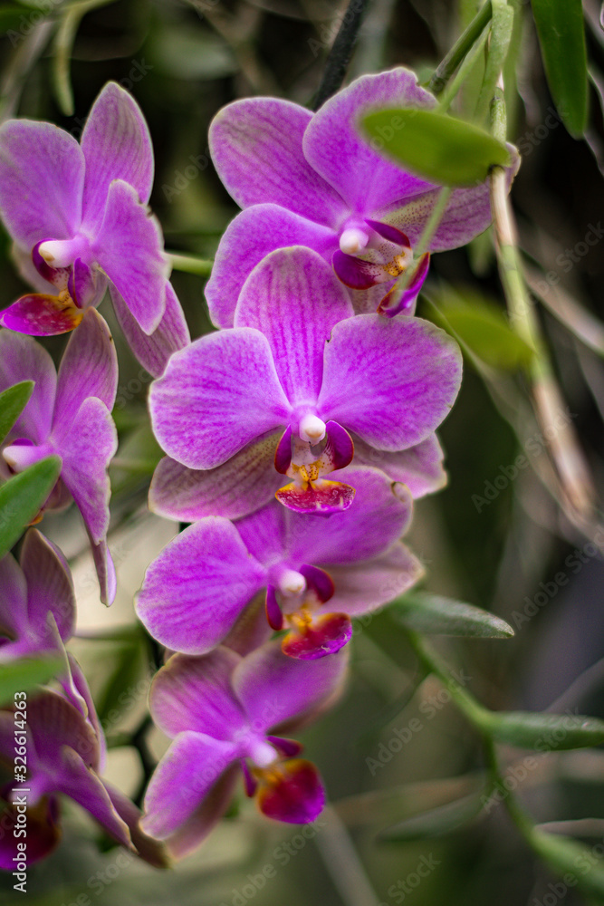 orchid in the garden orchid in the garden
