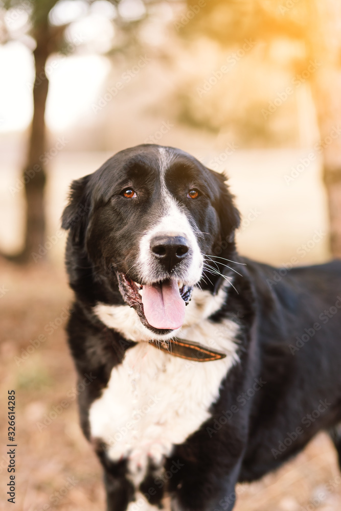 dog alabai central asian shepherd closeup portrait dog alabai central asian shepherd closeup portrait