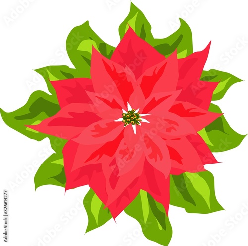 poinsettia flower with leaves isolated on white background vector illustration