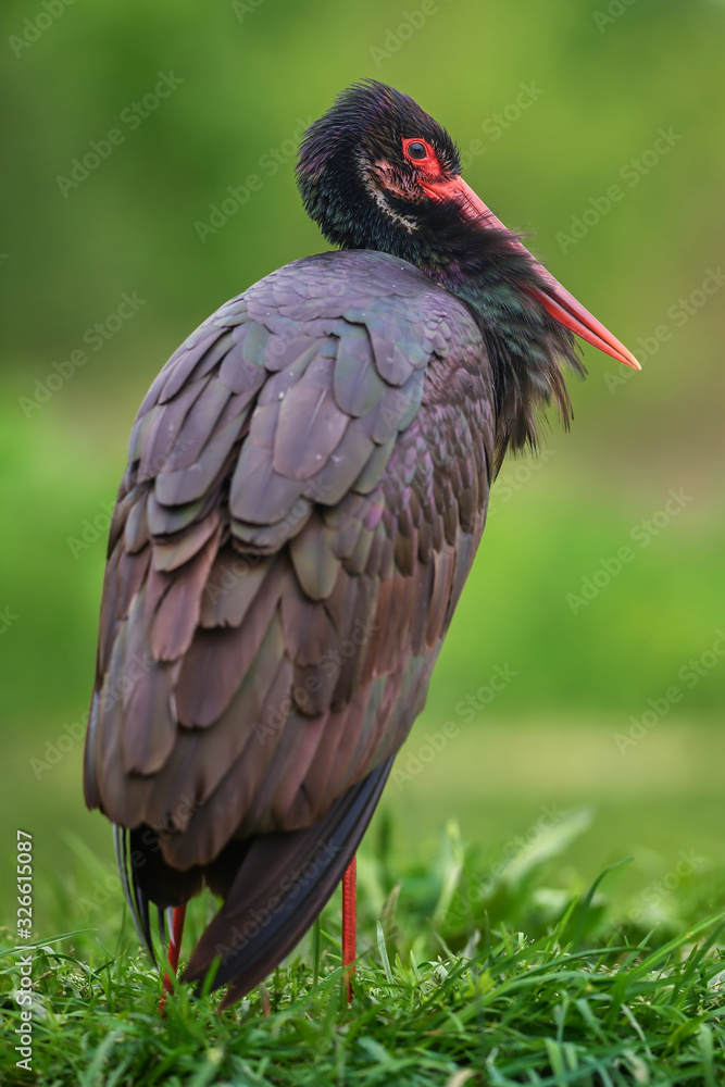 Naklejka premium Black Stork - Ciconia nigra, beautiful iconic water bird from European fresh waters, Hortobagy, Hungary.