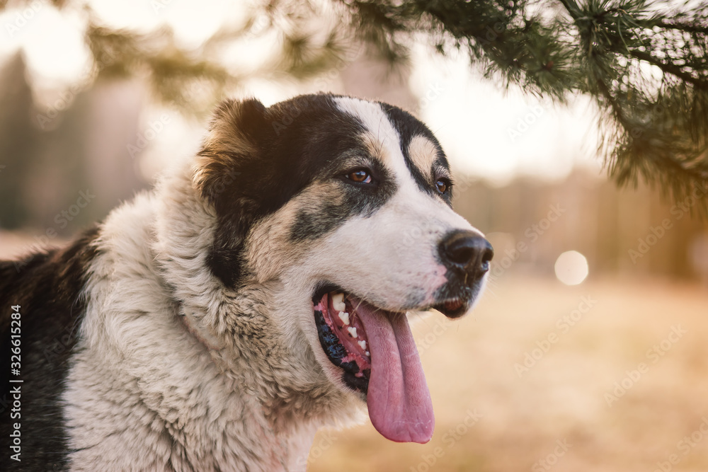 dog alabai central asian shepherd closeup portrait dog alabai central asian shepherd closeup portrait