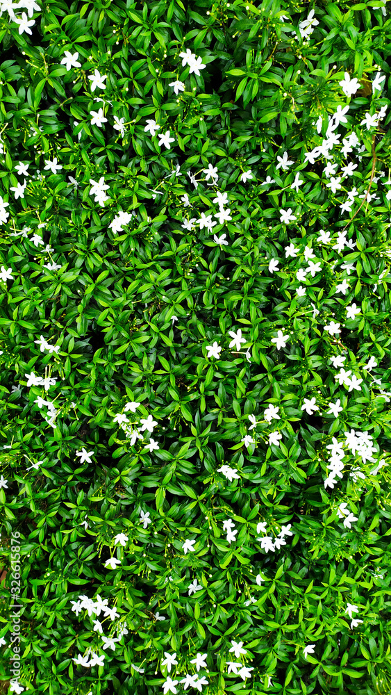 Obraz premium Flower plants background texture in wild