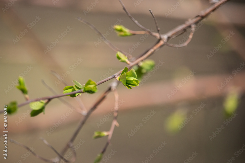 New buds on tree in spring. Young green leaves against unfocused background. Springtime concept. New foliage in park. Nature closeup. Growth and freshness concept. Branches of tree in garden. New buds on tree in spring. Young green leaves against unfocused background. Springtime concept. New foliage in park. Nature closeup. Growth and freshness concept. Branches of tree in garden.