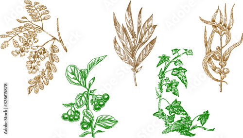 Hand drawn monochrome vector set of branch with  leaves
