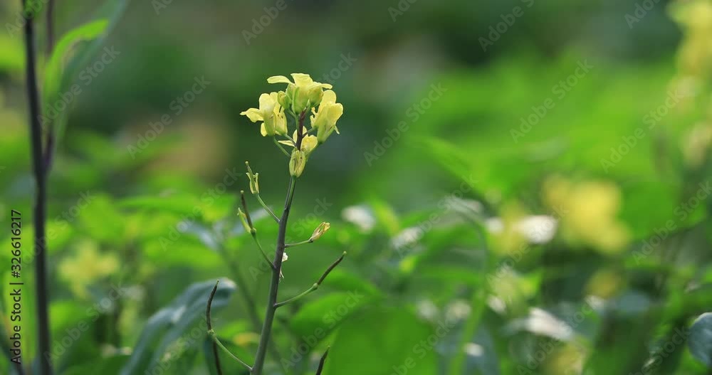 Flowering kale plants in growth at spring vegetable garden Flowering kale plants in growth at spring vegetable garden