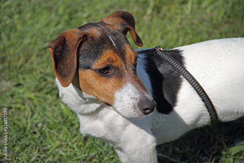 Russel Terrier