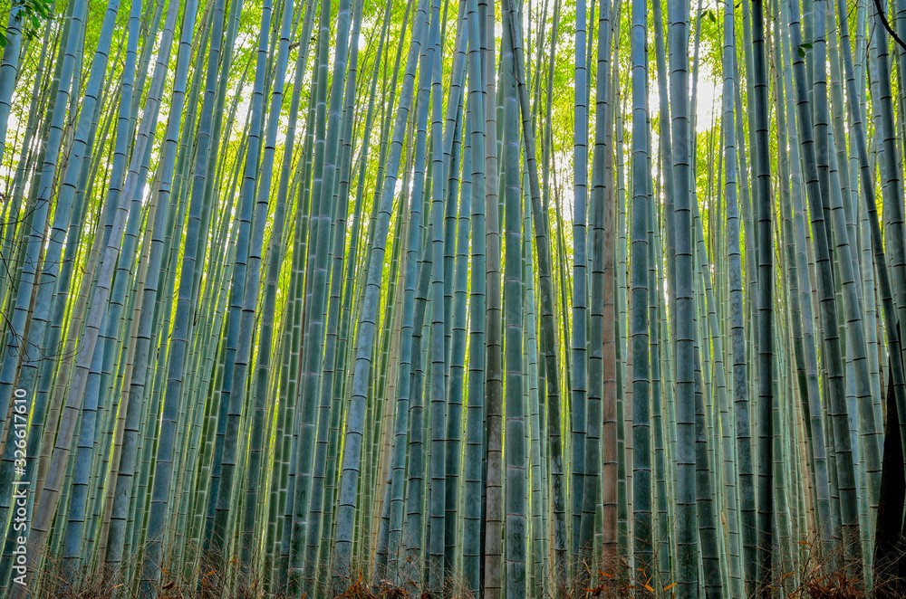 Fototapeta premium 竹林