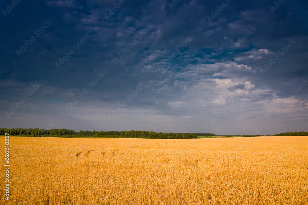 Wheat field before thunderstorm, minimalist landscape