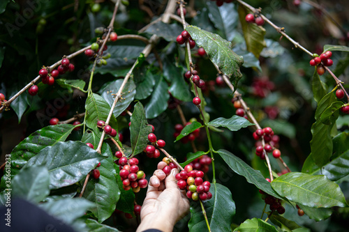 Kind of Typica coffee berries on branch with agriculturist hands by planting mixed substances with forests and source of organic coffee,industry agriculture in the North of thailand. photo