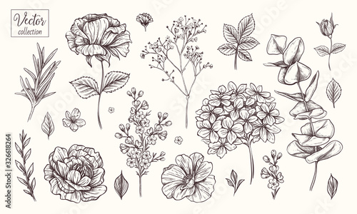 Fototapeta Vector collection of hand drawn flowers. Vintage Botanical Flowers. Hydrangea, rose, peony, eucalyptus and different leaves and flowers.