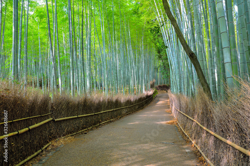 京都　嵐山の竹林の道