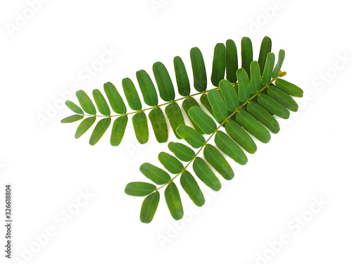tammarind leaf on white background