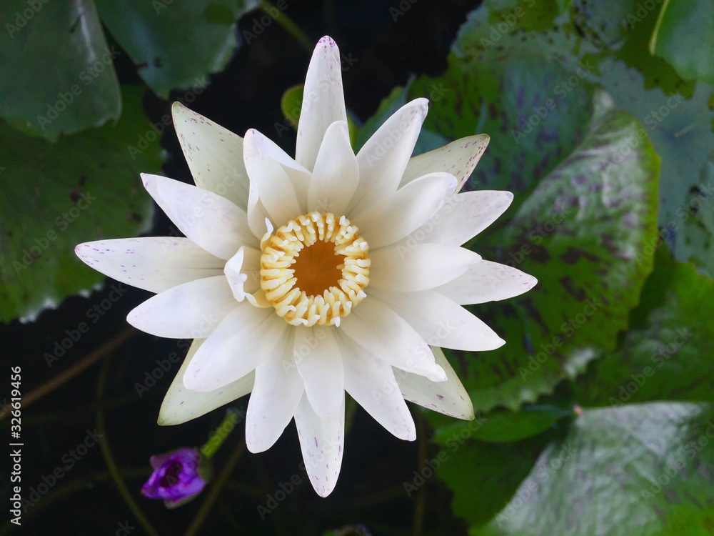 white flower lotus in the pond