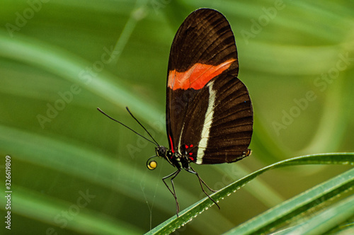 Schmetterling photo