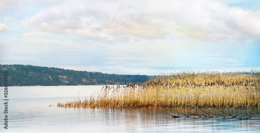 Panoramic view of the lake with cattails in autumn