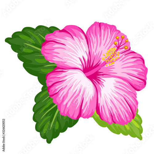 Tropical hibiscus flower