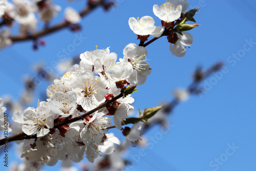 Cherry blossom in spring on blue sky background, selective focus. White sakura flowers on a branch in a garden, soft colors