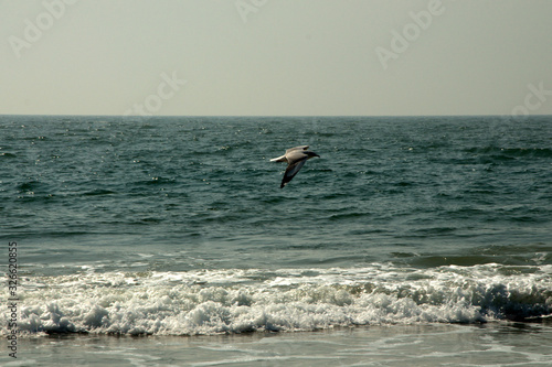 a Seagull flying over the sea