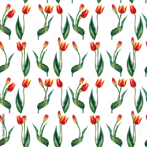 Seamless pattern of realistic red tulips on stems with leaves on line order. Wild meadow spring flowers in natural growth. Watercolor hand painted isolated elements on white background.